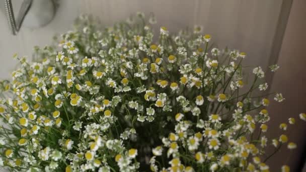 Daisy bloemen boeket — Stockvideo