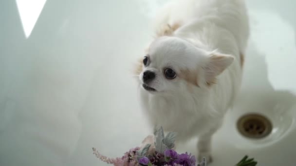 Λευκό μικρό σκυλί με μπουκέτο — Αρχείο Βίντεο