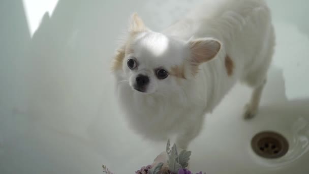 带花束的白色小狗 — 图库视频影像