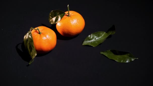 Dua jeruk mandarin dengan daun di latar belakang hitam — Stok Video