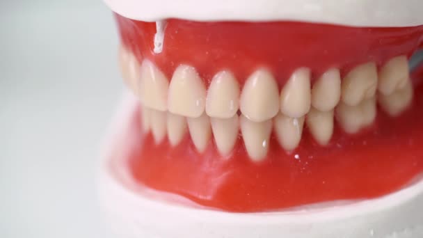 Jaw model in dental clinic — Stock Video