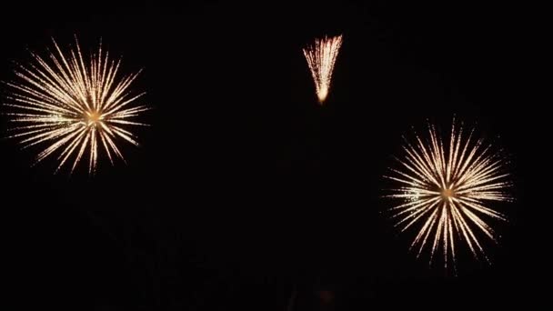 Firework at night sky — Stock Video