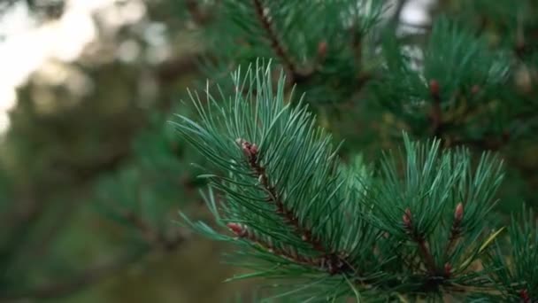 Вічнозелена ялиця або сосна з голкою крупним планом. Природа, ліс — стокове відео