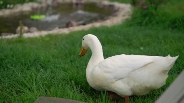 Goose promenader i en trädgård — Stockvideo