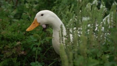 Bahçede yürüyen kaz