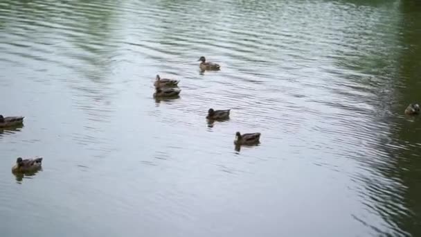 Patos nadando en un estanque — Vídeos de Stock