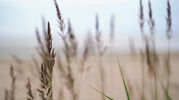 Beautiful seascape, spikelets on the background of a sandy beach at sea — Stock Video