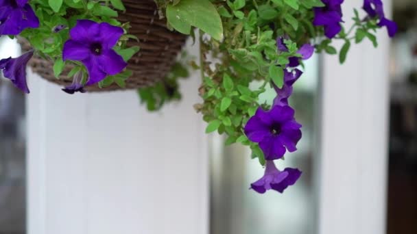 Lila eller violetta petunia blommor. Trädgård — Stockvideo