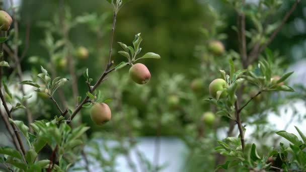 Apple fruit tree in a garden — Stockvideo