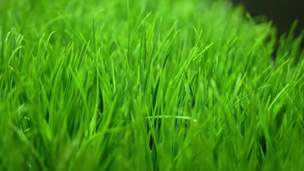 Grøn græsplæne græs. Kunstig eller naturlig grøn græsplæne – Stock-video