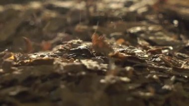 Kuru tütün yaprağı düşüyor.