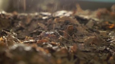 Kuru tütün yaprağı düşüyor.