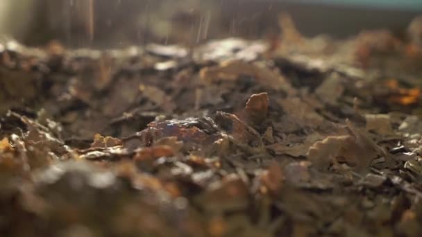 Feuilles de tabac sèches tombant 