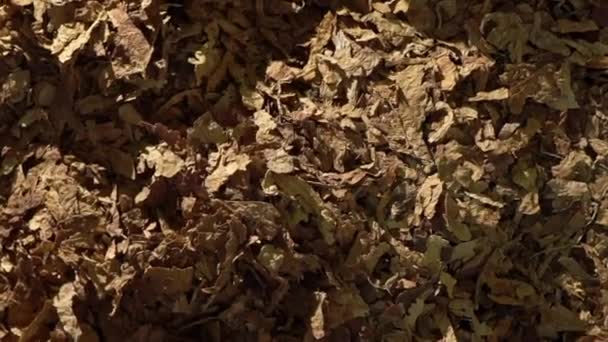 タバコの葉が落ちて — ストック動画