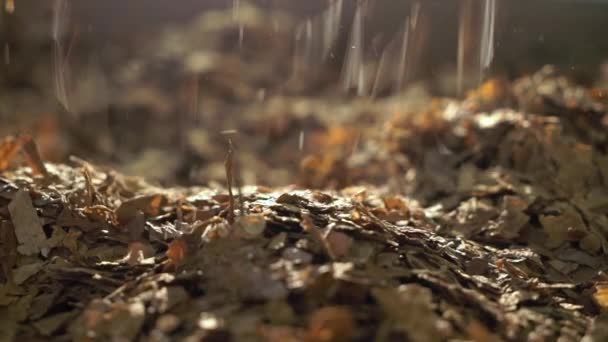 Feuilles de tabac sèches tombant 