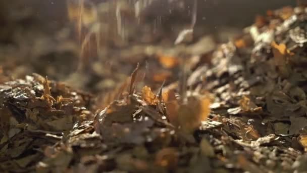 Feuilles de tabac sèches tombant 