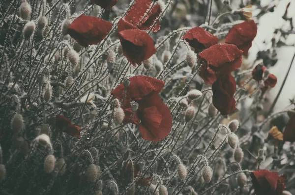 Blommor Och Vallmoknoppar — Stockfoto