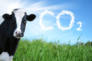 İneklerin üremesi ve CO2 salınımı
