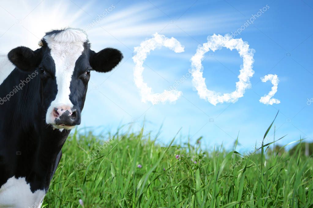 Cows breeding and CO2 emission
