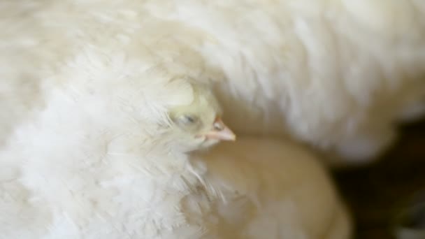 Poussin face la vie à travers les ailes de sa mère — Video