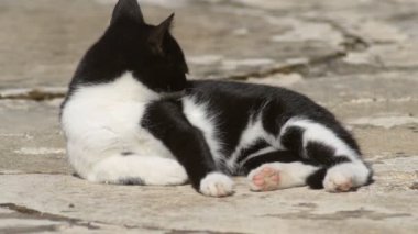 Siyah beyaz kedi tüylerini yalıyor.
