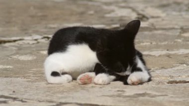 Siyah beyaz kedi tüylerini yalıyor.