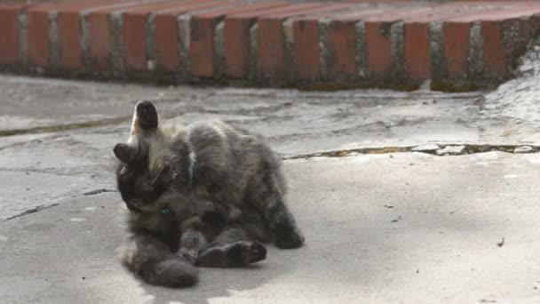 Tartaruga escala gatinho lambendo a pele — Vídeo de Stock