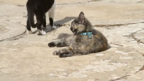 Tartaruga escala gatinho lambendo a pele — Vídeo de Stock