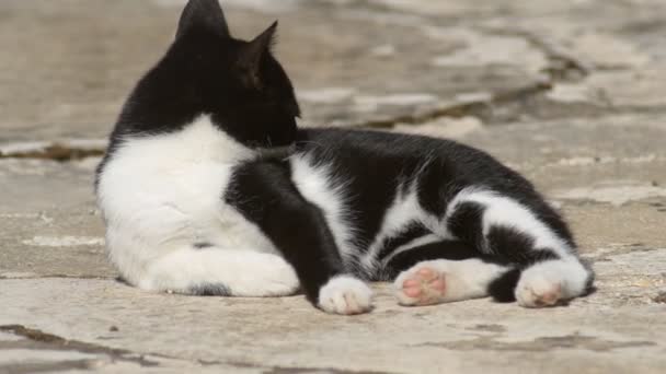 Gatinho preto e branco lambendo sua pele — Vídeo de Stock