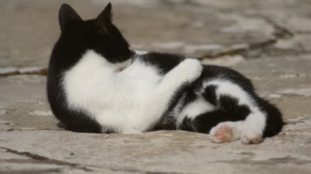 Negro y blanco gatito lamiendo su piel — Vídeos de Stock