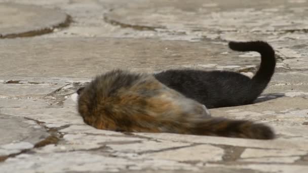 Un petit chaton à l'échelle de la tortue et un chat noir et blanc jouant pour faire la lutte — Video