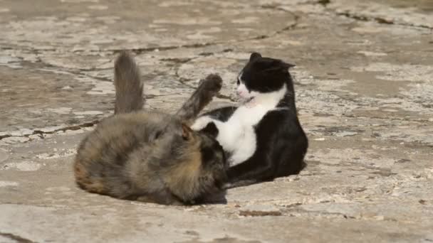 작은 거북이 크기의 고양이와 싸움을 하기 위해 노는 흑백의 고양이 — 비디오