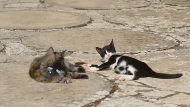 Ein kleines Kätzchen mit Schildkrötenschuppen und ein schwarz-weißes, das spielt, um den Kampf zu gewinnen — Stockvideo