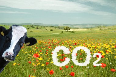 Gökyüzü kirlilikle kaplanmış CO2 otlağı ve izleyen bir inek.