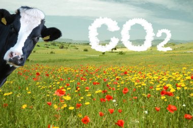 Gökyüzü kirlilikle kaplanmış CO2 otlağı ve izleyen bir inek.