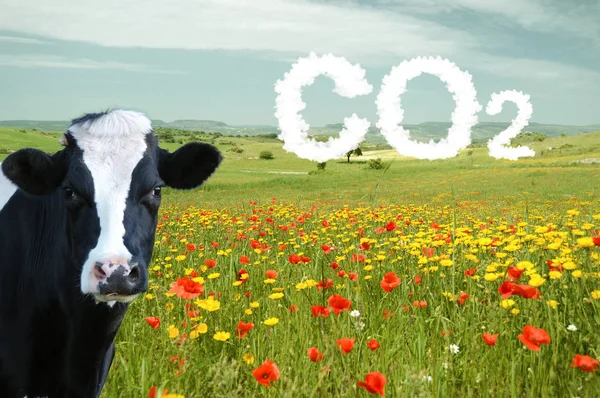 Gökyüzü kirlilikle kaplanmış CO2 otlağı ve izleyen bir inek.