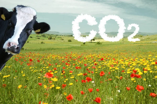 Gökyüzü kirlilikle kaplanmış CO2 otlağı ve izleyen bir inek.