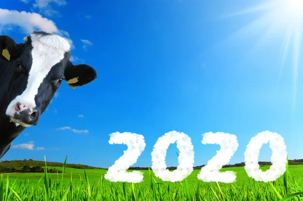 Tüm Çiftçi Çiftçilere Iyi 2020 Dilekleri Olan Frizya Ineği — Stok fotoğraf