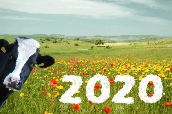 Friesian Cow Wishes Good 2020 All Farmers Farmers — Stock fotografie