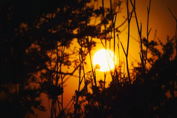 Sol Pôr Sol Visto Através Das Hastes Verão — Fotografia de Stock