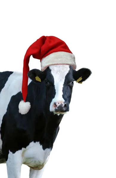Beyaz arka planda inek resmi olan Noel tebrik kartı.