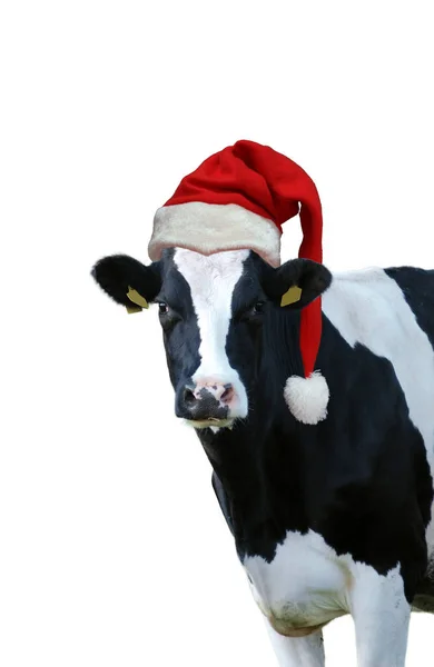 Beyaz arka planda inek resmi olan Noel tebrik kartı.