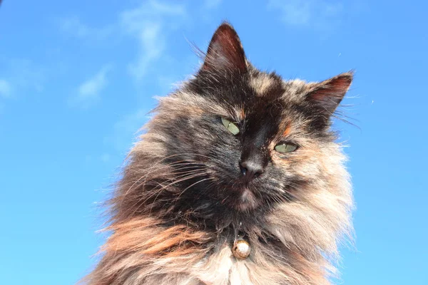 머리가 집고양이의 — 스톡 사진