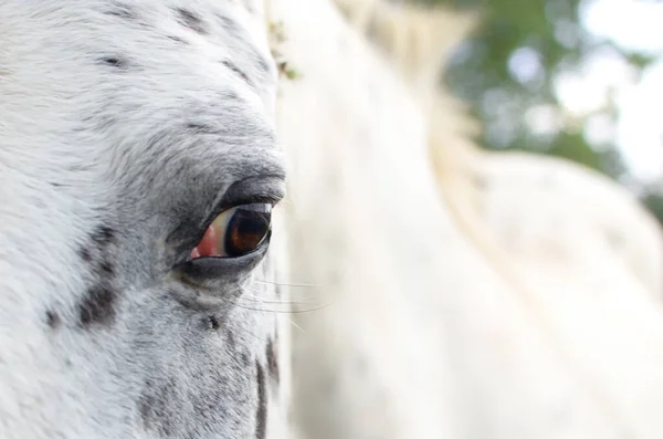 馬の目アパルーサの馬の目 — ストック写真