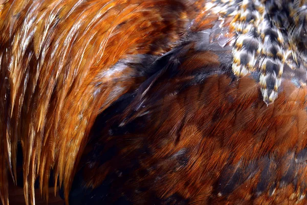 Texture Brown Cock Feathers — Stock Photo, Image