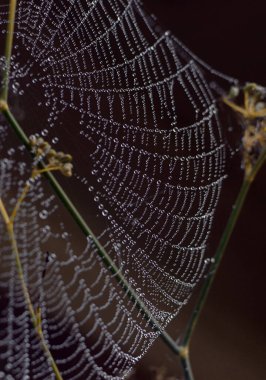 Sabahın erken saatlerinde çiğ damlalarıyla örümcek ağı