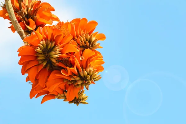 Erythrina Caffra Erytrinas Blomsterklase Caffra — Stockfoto