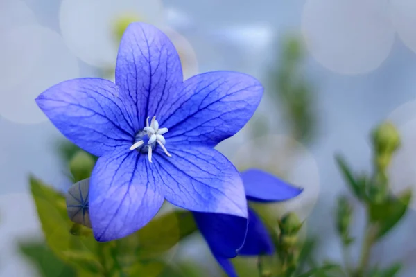 Kwiat Balonu Niebieskimi Płatkami — Zdjęcie stockowe