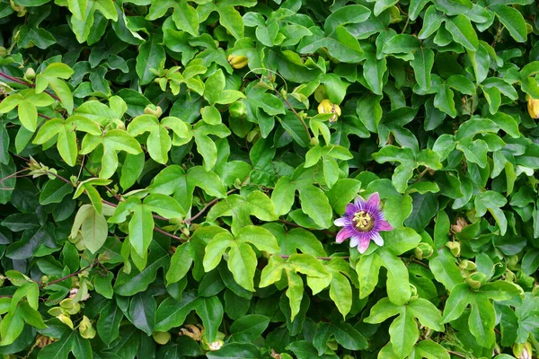 Flor Pasión Púrpura Flor Pasión —  Fotos de Stock