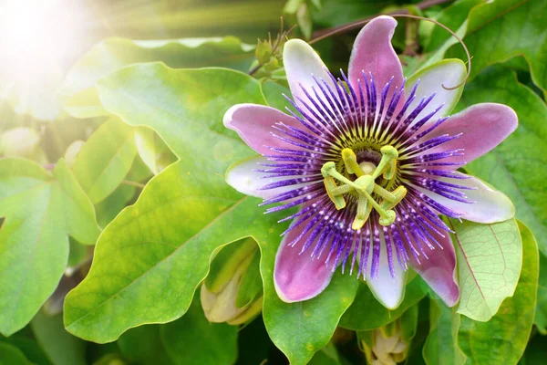 purple passion flower, passion flower